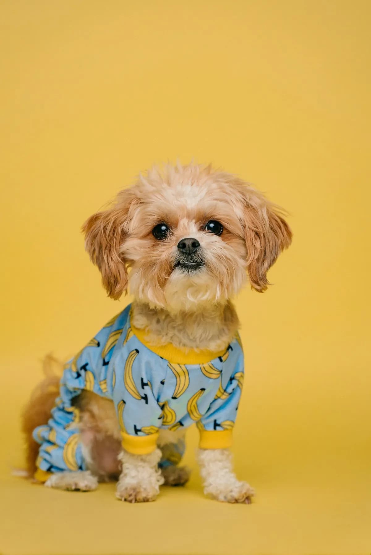 ChomChom Roller Pet Hair Remover
