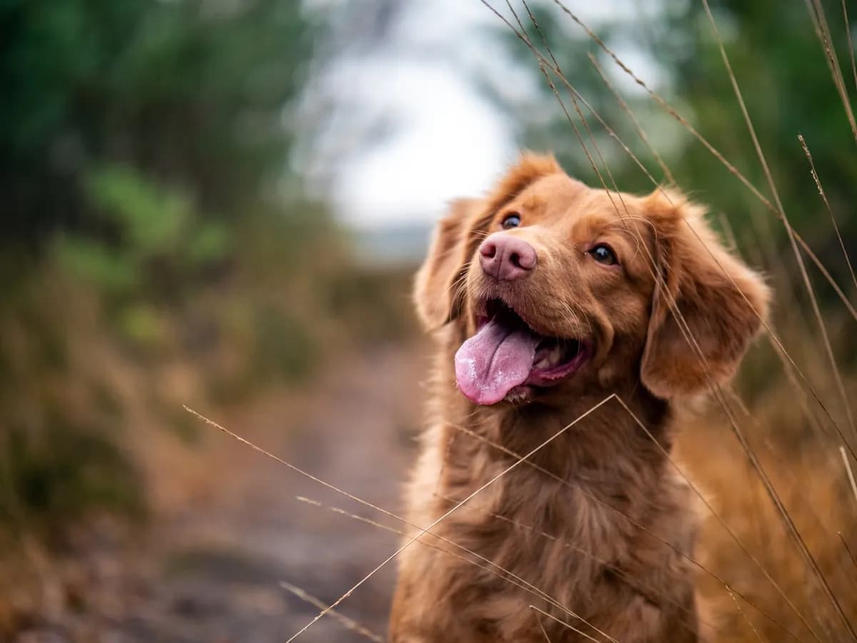 Furbo 360 Dog Camera